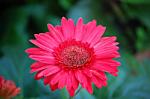 pinkngreendaisy