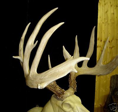 HUGE-220-WHITETAIL-ANTLER-DEER-ANTLERS-TAXIDERMY