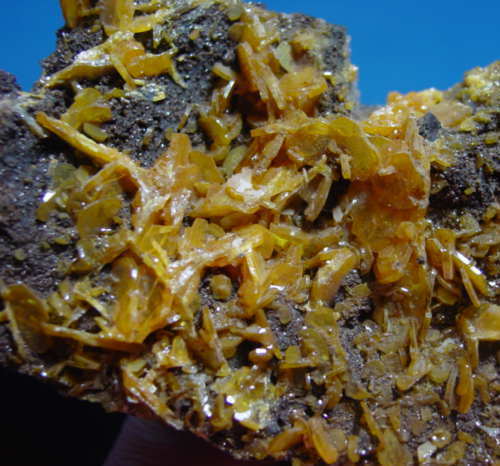 LARGE WULFENITE PLATE LOS LAMENTOS, MEXICO +++  