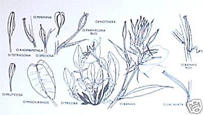 Wildflowers of the United States, Northeastern States