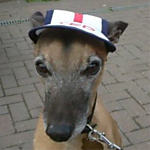 readyteddywhippet