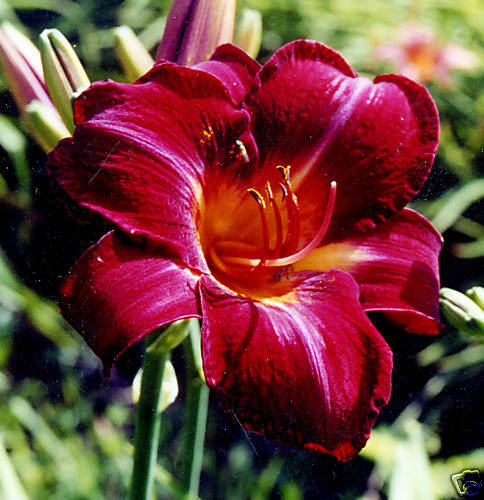 Red Volunteer Large 7 Red Velvet Reblooming DAYLILY Plant